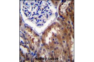 PR15B Antibdy (C-term) (ABIN657042 and ABIN2837885) immunohistochemistry analysis in formalin fixed and paraffin embedded human kidney tissue followed by peroxidase conjugation of the secondary antibody and DAB staining. (PPP1R15B Antikörper  (C-Term))