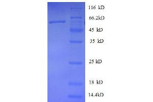SDS-PAGE (SDS) image for Heterogeneous Nuclear Ribonucleoprotein D (HNRNPD) (AA 18-355), (partial) protein (GST tag) (ABIN1047165)
