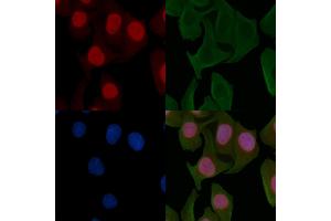 ABIN6255162 and ABIN6267602 staining Hela cells by IF/ICC.