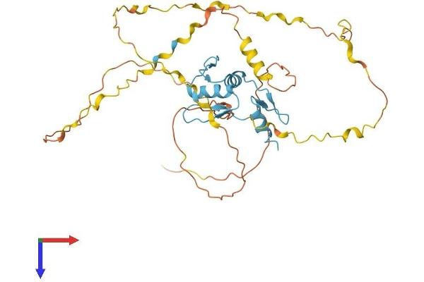 KLF2 Protein (AA 1-355) (His tag)