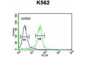 Flow cytometric analysis of K562 cells using JMJD2B Antibody (N-term) Cat. (KDM4B Antikörper  (N-Term))