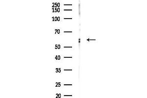 Western blot analysis of lysates from 293 cells(LPS 4h treatment), using Phospho-RUNX2 (Ser465) Antibody at 1/1000 dilution.