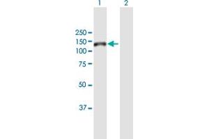 Western Blot analysis of GTF3C2 expression in transfected 293T cell line by GTF3C2 MaxPab polyclonal antibody.