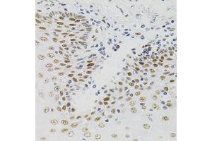 Immunohistochemistry of paraffin-embedded human esophagus using AKAP8 antibody (ABIN5975842) (40x lens). (AKAP8 Antikörper)