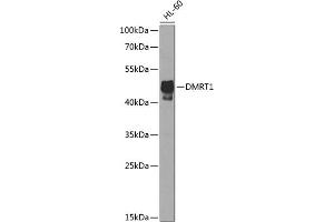Western blot analysis of extracts of HL-60 cells, using DMRT1 antibody  at 1:1000 dilution. (DMRT1 Antikörper  (AA 134-373))