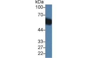 Western blot analysis of Mouse Liver lysate, using Mouse DBP Antibody (1 µg/ml) and HRP-conjugated Goat Anti-Rabbit antibody ( (Vitamin D-Binding Protein Antikörper  (AA 17-476))