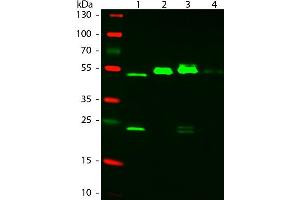 Western Blot of ATTO 550 Rabbit Anti-Mouse IgG (gamma 1, 2a, 2b, 3) secondary antibody. (Kaninchen anti-Maus IgG Antikörper (Atto 550) - Preadsorbed)