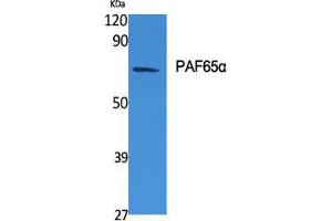 Western Blot (WB) analysis of specific cells using PAF65alpha Polyclonal Antibody. (TAF6L Antikörper  (N-Term))