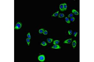Immunofluorescence (IF) image for anti-Podocalyxin-Like (PODXL) antibody (ABIN7163728)