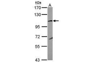 Image no. 1 for anti-Glutamate Receptor, Ionotropic, Kainate 4 (GRIK4) (N-Term) antibody (ABIN1494025) (GRIK4 Antikörper  (N-Term))