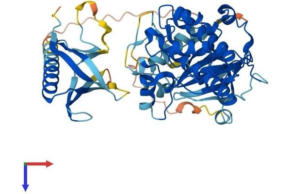 AKT1 Protein (AA 1-480) (His tag)