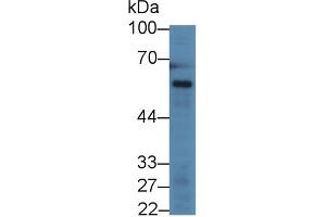 Western blot analysis of Rat Liver lysate, using Dog ANGPT1 Antibody (2 µg/ml) and HRP-conjugated Goat Anti-Rabbit antibody (