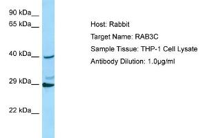 Host: RabbitTarget Name: RAB3CAntibody Dilution: 1. (Rab3c Antikörper  (C-Term))