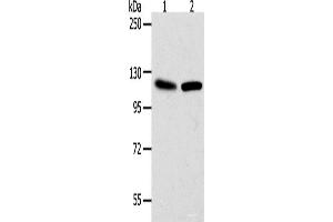 Western blot analysis of Hela cells NIH/3T3 cells using WDR6 Polyclonal Antibody at dilution of 1:1000 (WDR6 Antikörper)