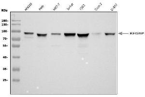 Western blot analysis of KHSRP using anti-KHSRP antibody (ABIN7599776).