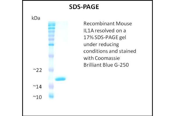 IL1A Protein