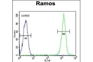 CMTM7 Antibody (N-term) (ABIN651213 and ABIN2840134) flow cytometric analysis of Ramos cells (right histogram) compared to a negative control cell (left histogram). (CMTM7 Antikörper  (N-Term))