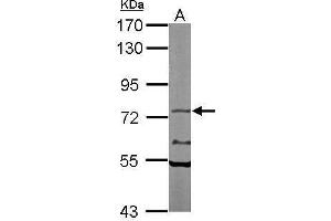 Western blot analysis of 50 ug of whole cell lysate (A: Mouse brain) using a 7.