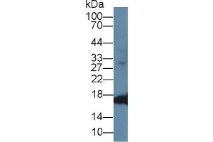 Western Blot; Sample: Caprine Cerebrum lysate; Primary Ab: 1µg/ml Rabbit Anti-Ovine MYO Antibody Second Ab: 0. (Myoglobin Antikörper  (AA 1-154))