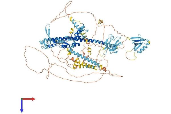 PDZRN3 Protein (AA 1-1066) (His tag)