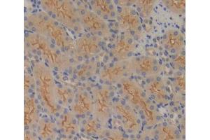 IHC-P analysis of kidney tissue, with DAB staining. (FPGS Antikörper  (AA 210-439))