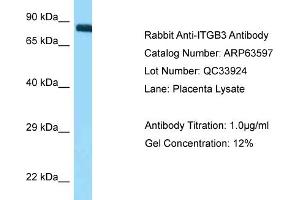 Western Blotting (WB) image for anti-Integrin beta 3 (ITGB3) (N-Term) antibody (ABIN2789560) (Integrin beta 3 Antikörper  (N-Term))