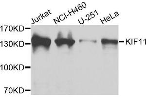 Western blot analysis of extracts of various cells, using KIF11 antibody. (KIF11 Antikörper)