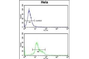 DTX4 Antibody (N-term) (ABIN652817 and ABIN2842533) flow cytometry analysis of Hela cells (bottom histogram) compared to a negative control cell (top histogram). (Deltex Homolog 4 Antikörper  (N-Term))
