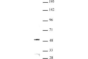 JMJD6 antibody (pAb) tested by Western blot. (JMJD6 Antikörper  (N-Term))