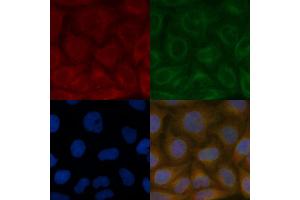 RFT1 Mouse Monoclonal Antibody staining Hela cells by IF/ICC. (RFT1 Antikörper)