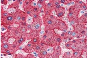 Human Liver (formalin-fixed, paraffin-embedded) stained with APOH antibody ABIN337313 at 2. (APOH Antikörper)