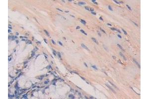 Immunohistochemistry (IHC) image for anti-Laminin, alpha 4 (LAMa4) (AA 745-940) antibody (ABIN7438163)