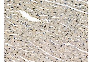 ABIN7095385 and ABIN7099442 at 1/100 staining rat heart tissue by IHC-P. (THAP7 Antikörper)