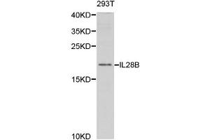 Western Blotting (WB) image for anti-Interleukin 28B (Interferon, lambda 3) (IL28B) antibody (ABIN1876849) (IL28B Antikörper)