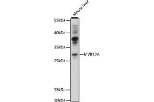 Western blot analysis of extracts of mouse liver, using MVB12A antibody (ABIN7267104) at 1000 dilution. (FAM125A Antikörper  (AA 1-273))