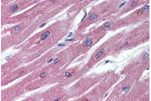 Human Heart (formalin-fixed, paraffin-embedded) stained with TNFRSF11B antibody ABIN296455 at 5 ug/ml followed by biotinylated anti-mouse IgG secondary antibody ABIN481714, alkaline phosphatase-streptavidin and chromogen. (Osteoprotegerin Antikörper  (AA 20-37))