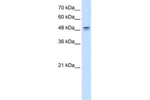 Western Blotting (WB) image for anti-Dihydroorotate Dehydrogenase (DHODH) antibody (ABIN2462489) (DHODH Antikörper)