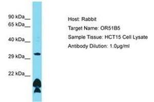 Image no. 1 for anti-Olfactory Receptor, Family 51, Subfamily B, Member 5 (OR51B5) (AA 197-246) antibody (ABIN6750487) (OR51B5 Antikörper  (AA 197-246))