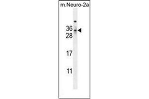 Western blot analysis of MAF1 Antibody (Center) in mouse Neuro-2a cell line lysates (35ug/lane). (MAF1 Antikörper  (Middle Region))