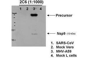 Western blotting using  anti-MHV-A59 nsp9 antibody to detect protein in various lysates, 6h post MHV infection. (MHV NSP9 Antikörper)