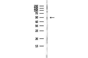 Western blot analysis of lysates from HepG2 cells(heat-shock,45 min treatment), using PDK2 Antibody at 1/1000 dilution.