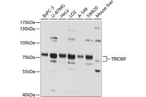 Western blot analysis of extracts of various cell lines, using TRIOBP antibody (ABIN1683149, ABIN3018979, ABIN3018980 and ABIN6220655) at 1:1000 dilution. (TRIOBP Antikörper  (AA 180-310))