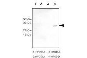Image no. 1 for anti-Killer Cell Immunoglobulin-Like Receptor, Two Domains, Short Cytoplasmic Tail, 4 (KIR2DS4) antibody (ABIN377222) (KIR2DS4 Antikörper)