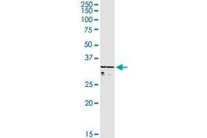WBSCR22 MaxPab rabbit polyclonal antibody. (WBSCR22 Antikörper  (AA 1-281))