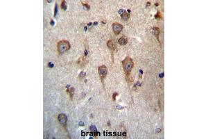 Immunohistochemistry (IHC) image for anti-Glycoprotein Hormone beta 5 (GPHb5) antibody (ABIN2997225) (GPHB5 Antikörper)