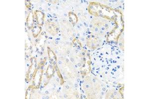 Immunohistochemistry of paraffin-embedded rat kidney using BSND antibody. (BSND Antikörper  (AA 54-320))