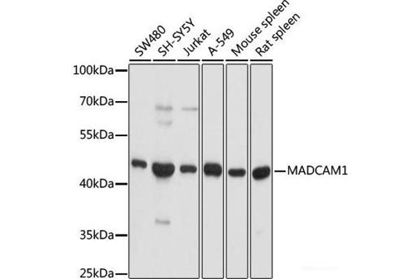 MADCAM1 抗体
