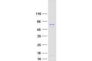 Western Blotting (WB) image for Ubiquitin Protein Ligase E3 Component N-Recognin 7 (UBR7) (Transcript Variant 2) protein (Myc-DYKDDDDK Tag) (ABIN2734923)