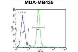 Flow cytometric analysis of MDA-MB435 cells (right histogram) compared to a negative control cell (left histogram) using AKT1 / PKB  Antibody  (C-term), followed by FITC-conjugated goat-anti-rabbit secondary antibodies. (AKT1 Antikörper  (C-Term))