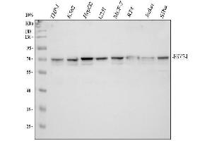 Western blot analysis of ERV31/ERV3-1 using anti-ERV31/ERV3-1 antibody (ABIN3042376).